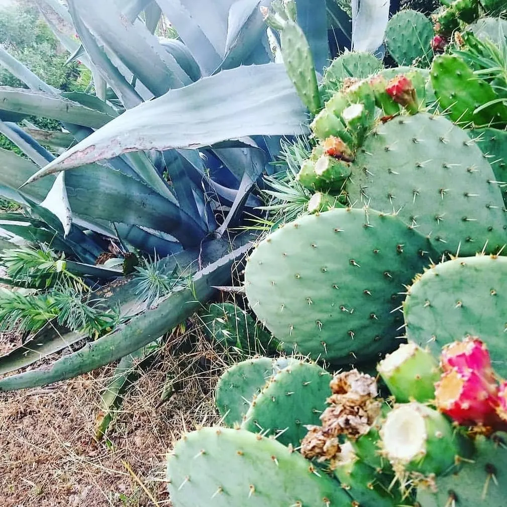 Kakteen und Agaven im Garten