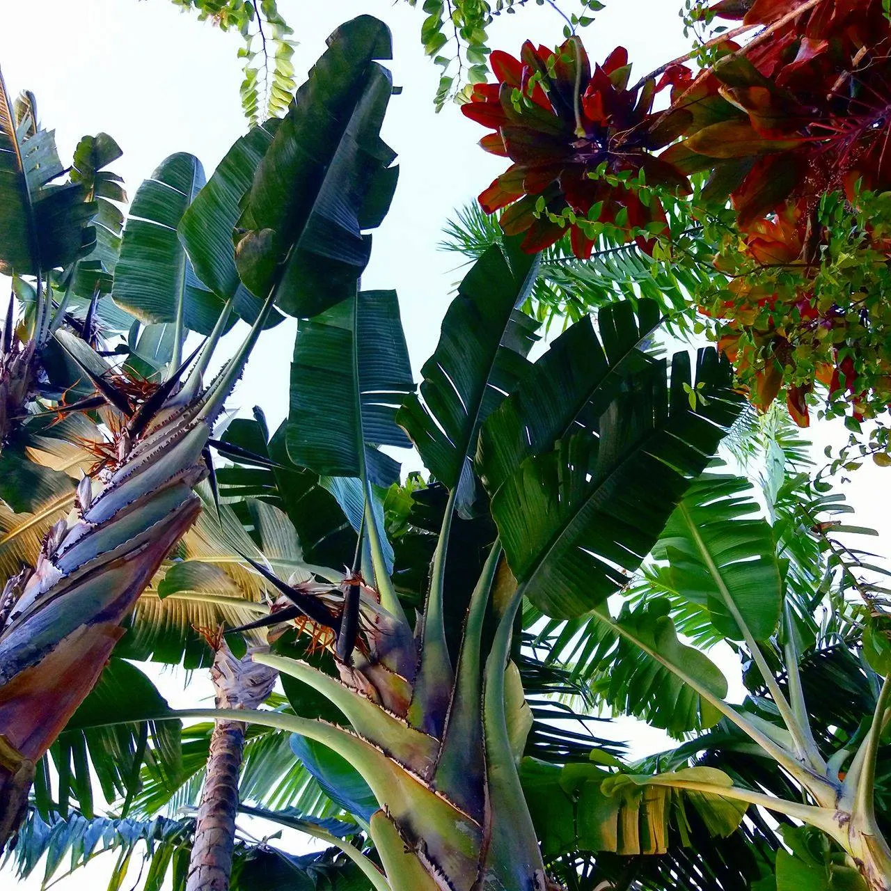 Der tropische Garten