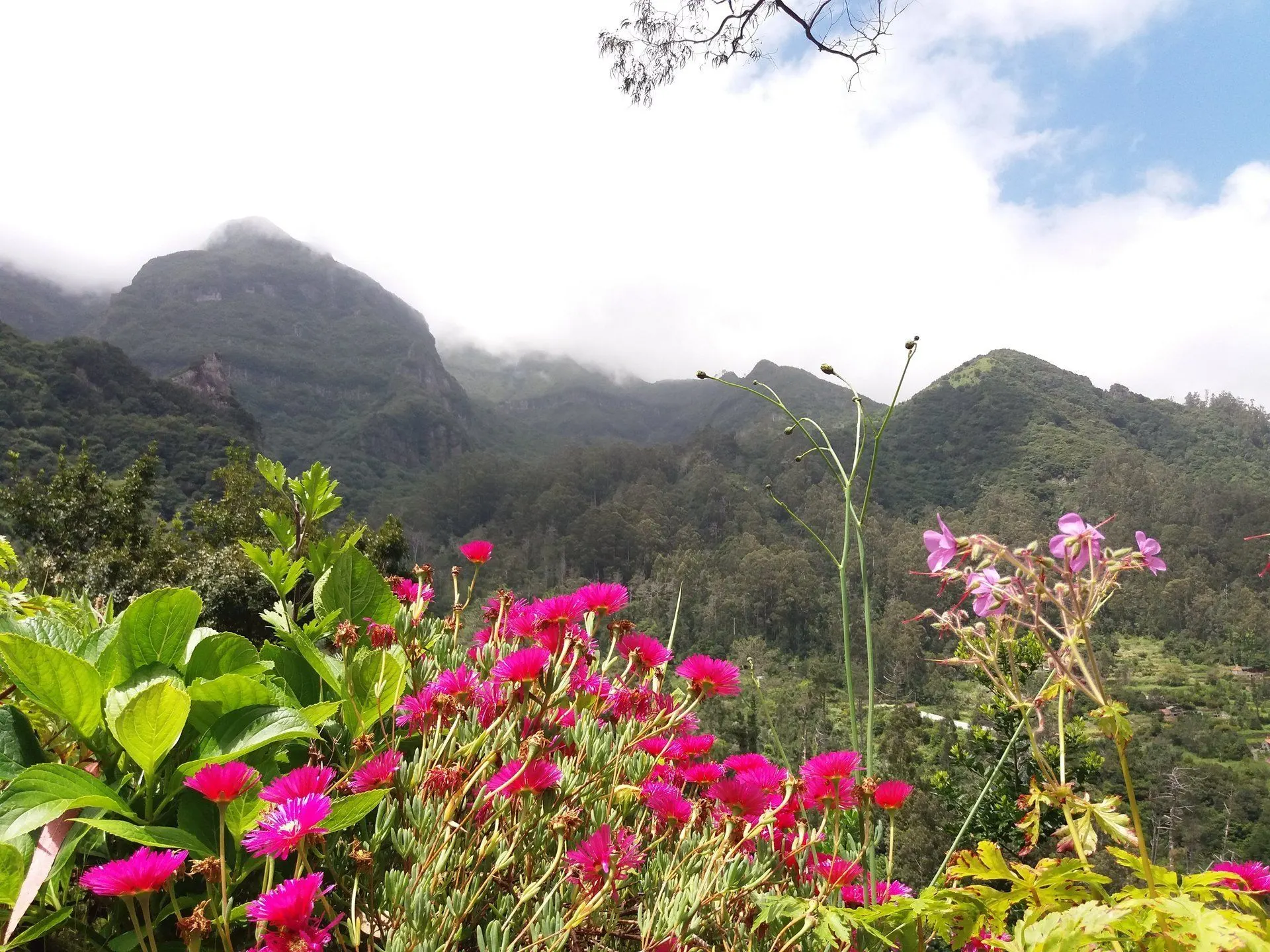 Wildflowers and peaks