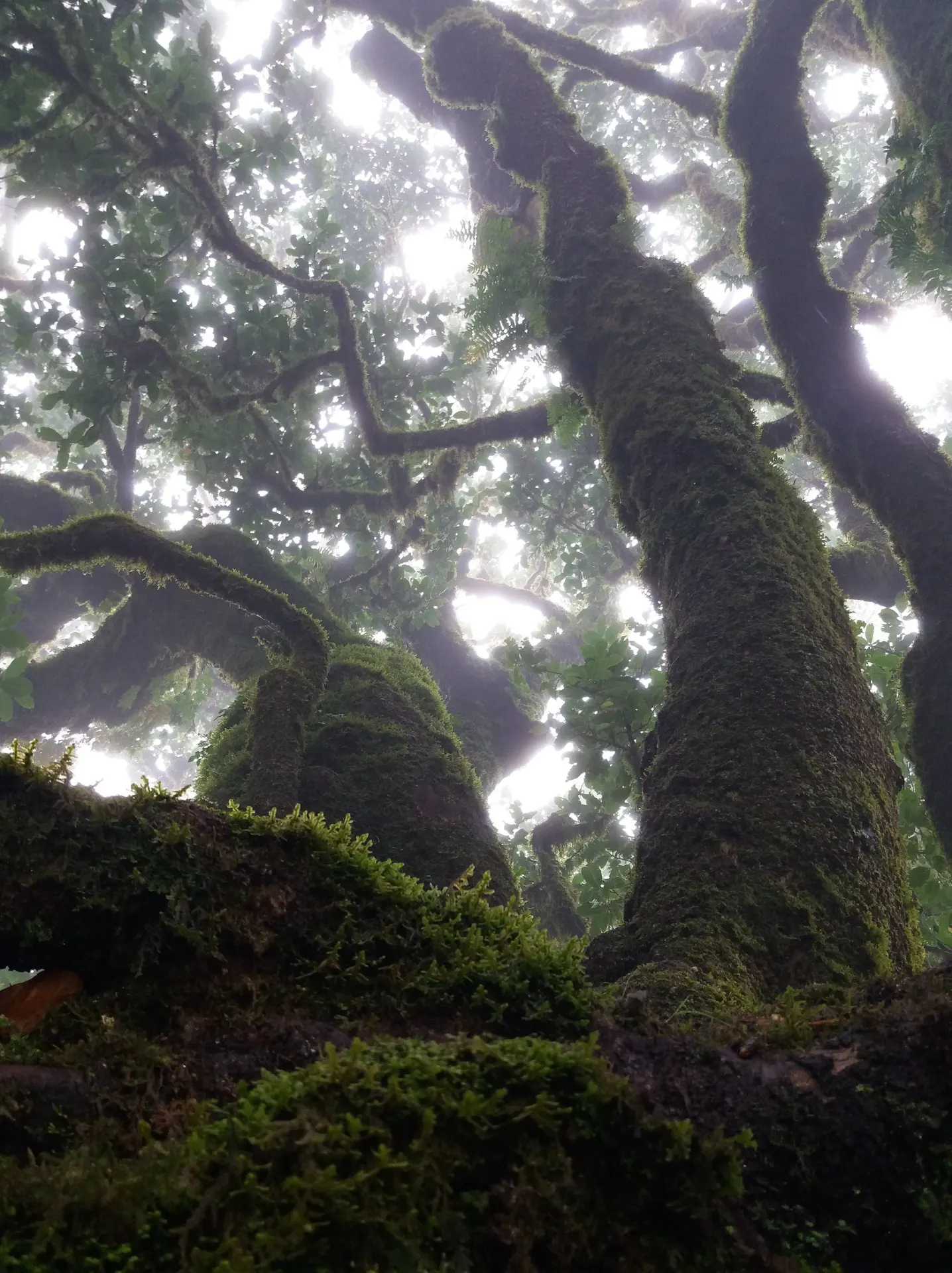 The laurel forest